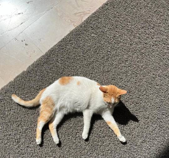 Öğrencilerin gözü önünde kediyi 5. kattan itti. Kedi Eros'un yankısı sürerken. Bu nasıl hoca - Resim: 5